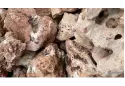 Корал Червоний дракон