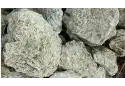 Корал Зелений дракон