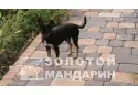 Стара площа 6 см, персиковий. Золотий Мандарин. 