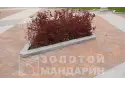 Плац 4 см, сієна. Золотий Мандарин. 
